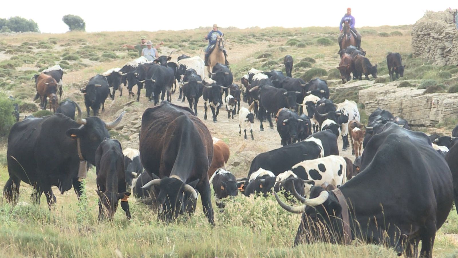 Transhumància a Castelló