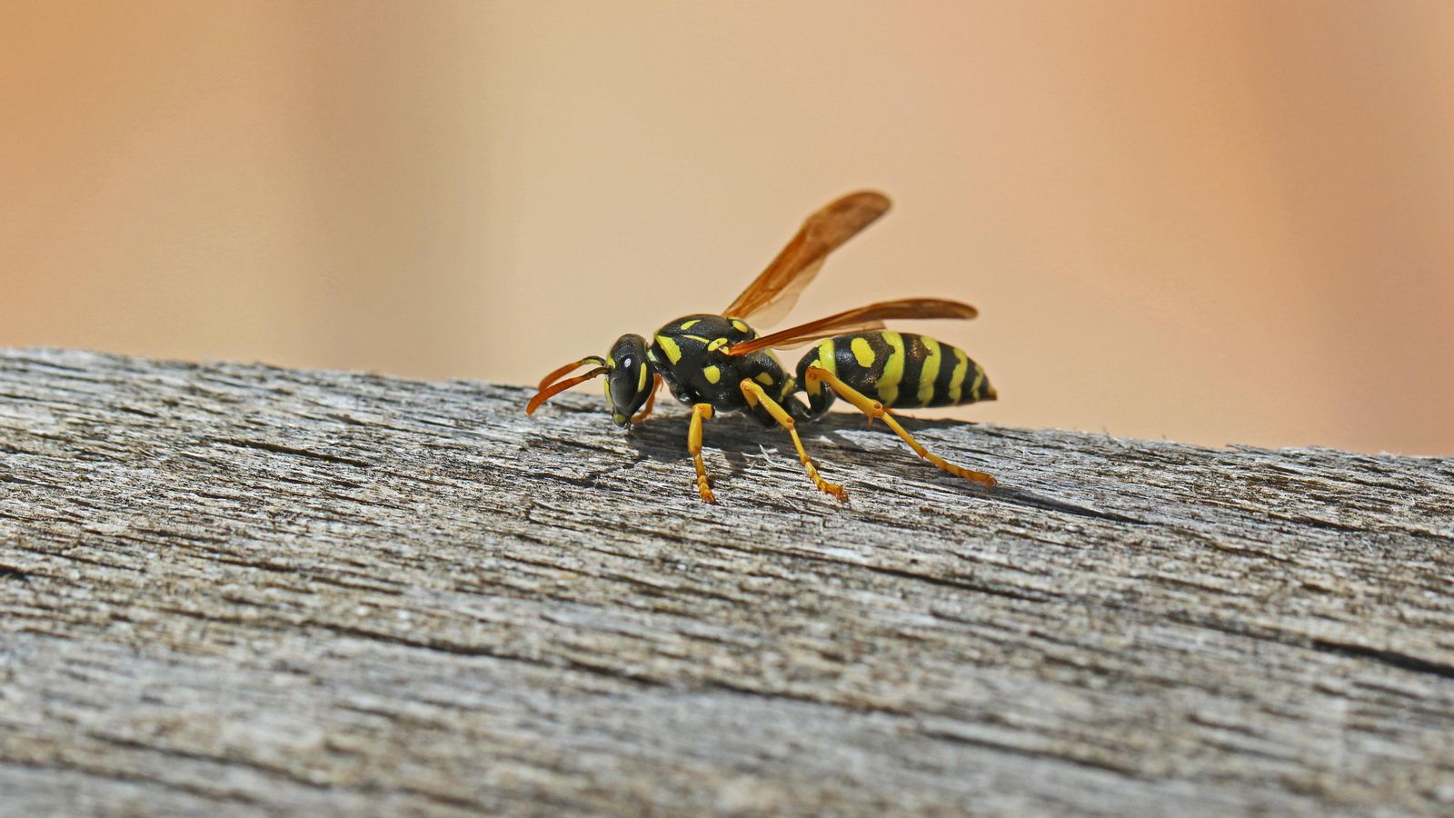 Imatge d'arxiu d'una vespa