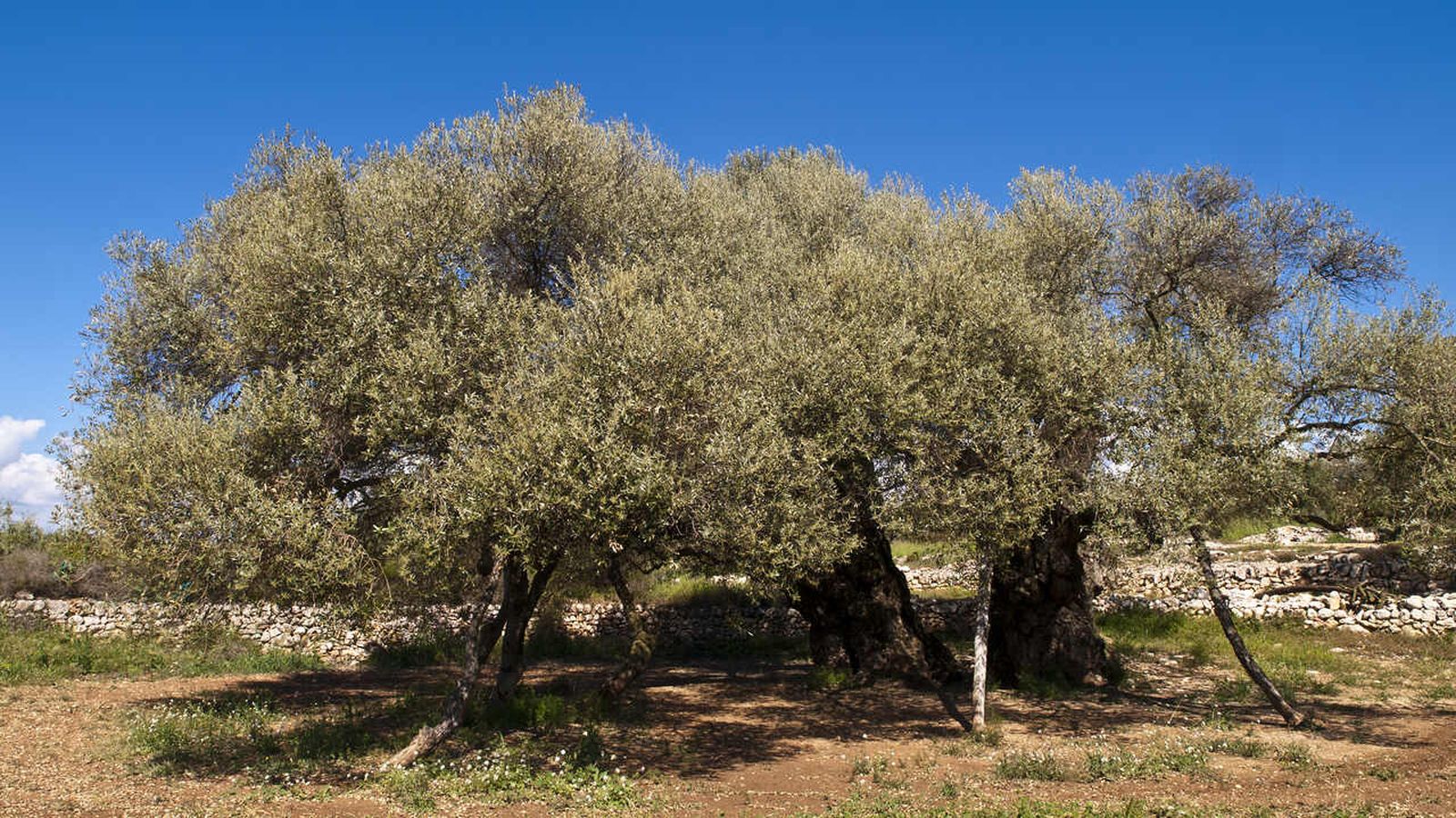 Imatge d'un camp d'olives