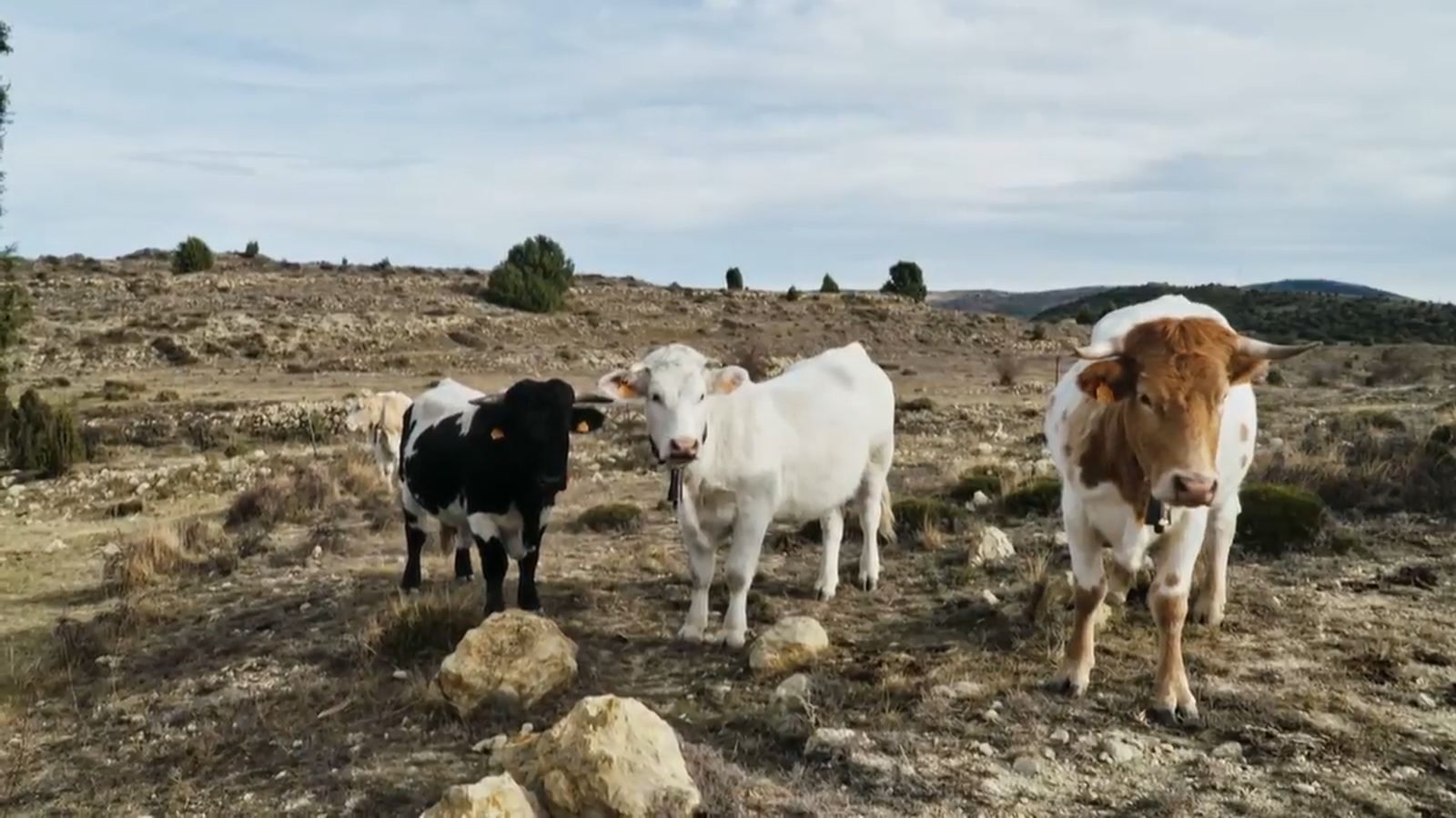 De mar i bancal | Maquinària única al món