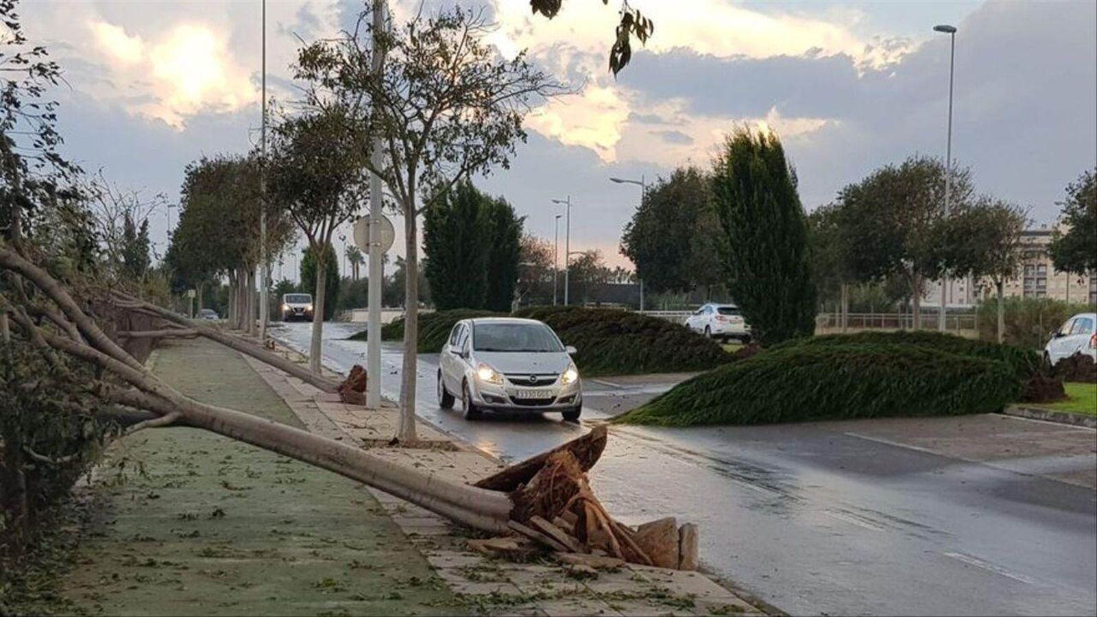 Diversos arbres caiguts per les fortes ratxes de vent a Borriana