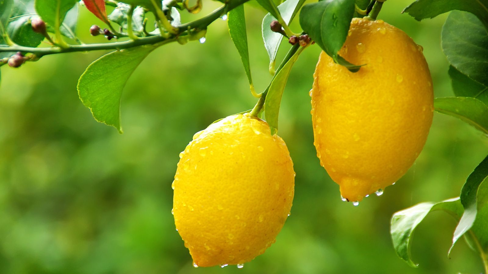 Les precipitacions dels últims dies, per ara, són beneficioses per als cultius