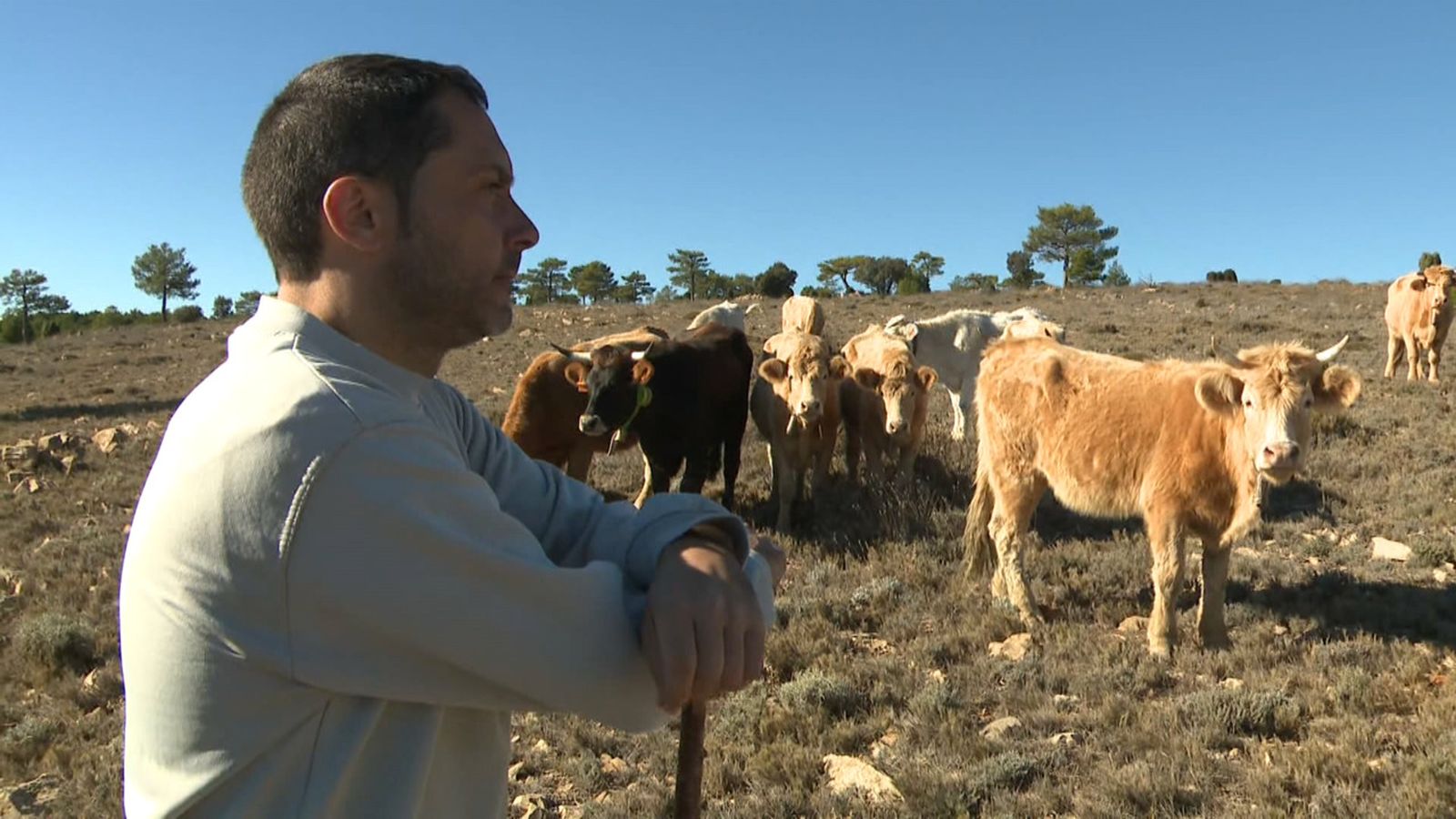 Ramader practicant la transhumància al terme de Xodos