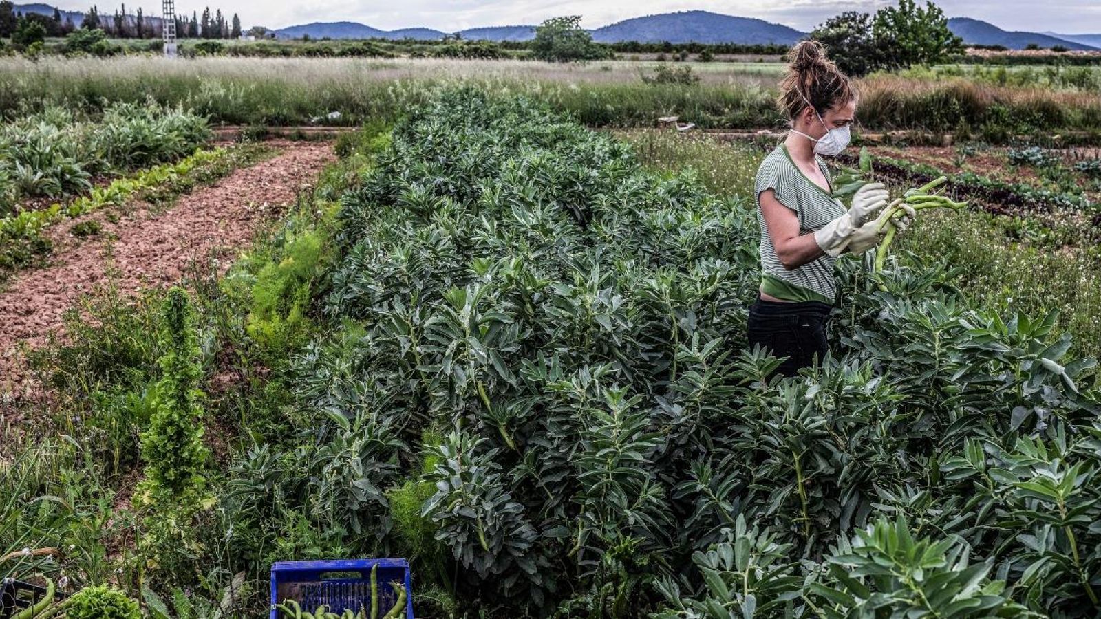 El Consell destinarà set milions d’euros en ajudes al sector agropecuari