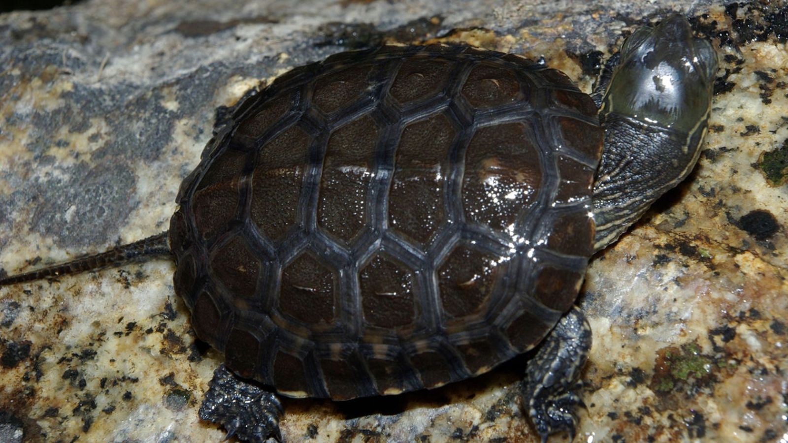 Troben dos exemplars de tortuga de rierol o leprosa en la desembocadura del riu Millars