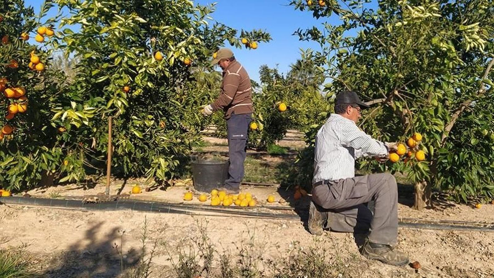 Collidors de taronja en un camp valencià