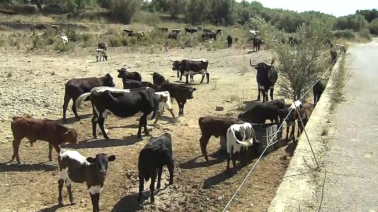 Vora tres-centes vaques fan a peu el camí de la Sénia a Fortanete, a Terol