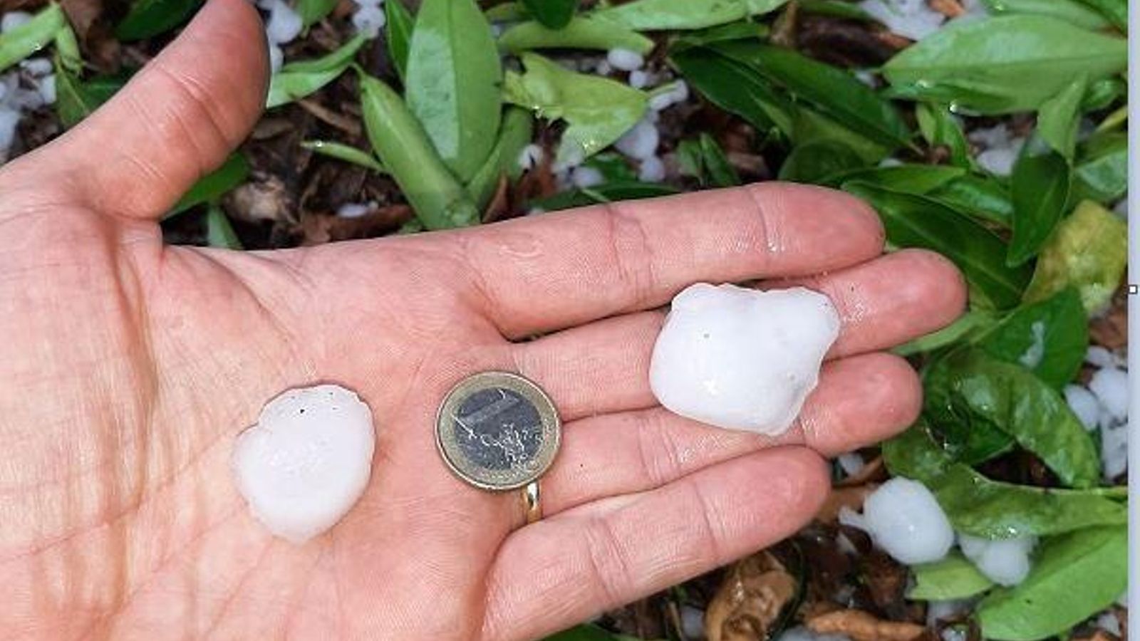 Una imatge del graníssol que va caure ahir en diverses comarques de la Comunitat Valenciana