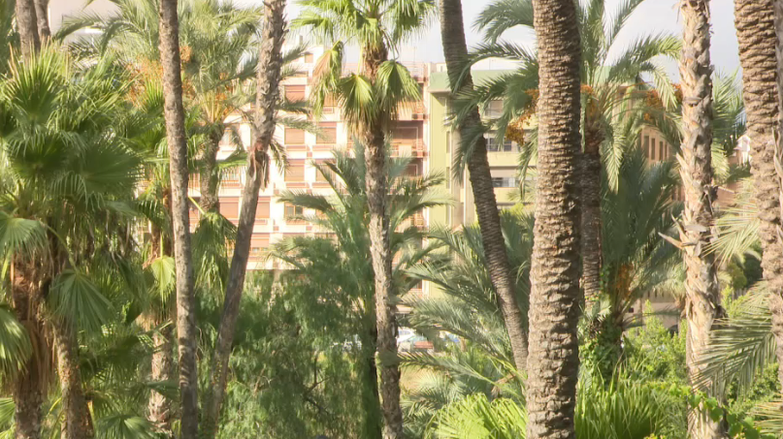 Imatge d'un hort de palmeres prop de les finques, a Elx 