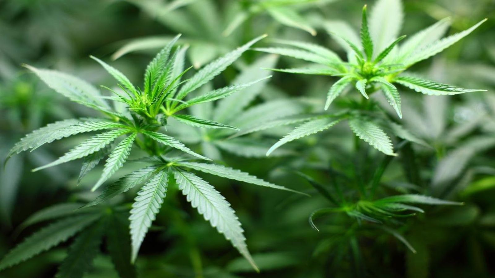 Intervenen 100 quilos de marihuana a Alacant i detenen quatre persones