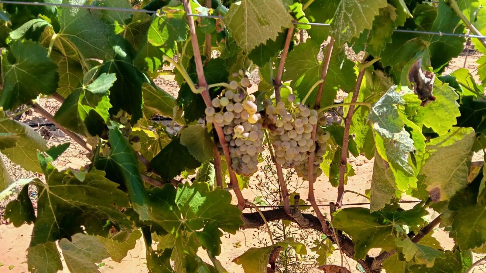 Plantació de raïm