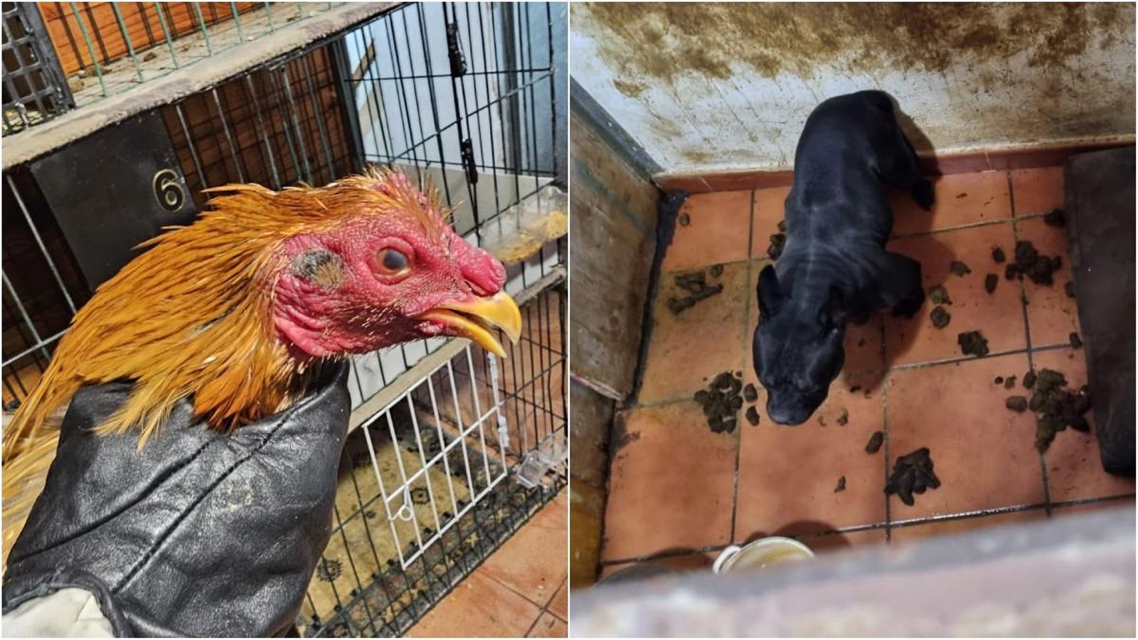 En imatges dos dels animals recuperats en la vivenda