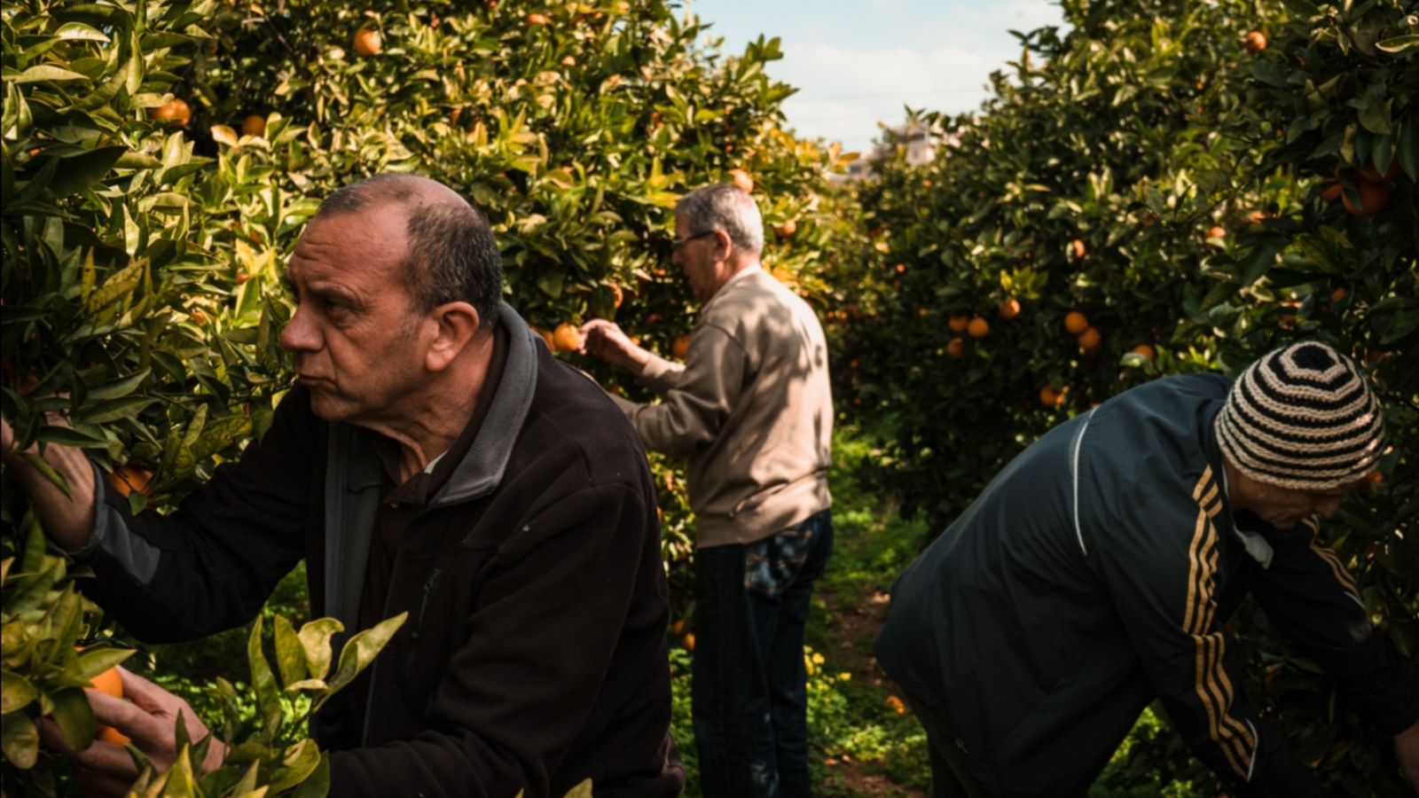 La sèrie 'La Terreta', de Sergi Villanueva, captura la vida diària al voltant dels tarongers