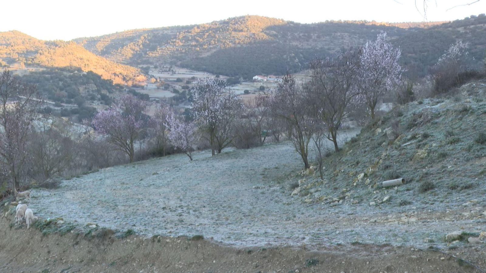 Morella ha despertat coberta per una fina capa de rosada blanca, en assolir els -5,6 graus