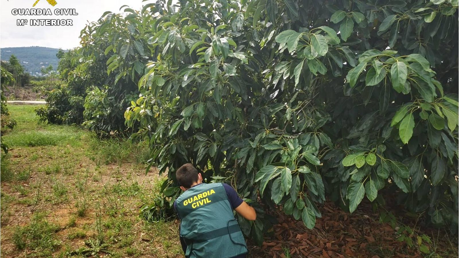 Imatge d'arxiu d'un agent en un camp de cultiu