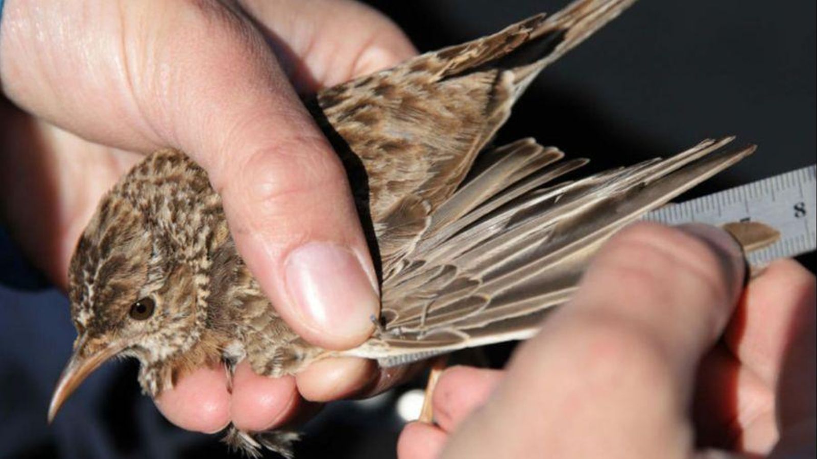 Un exemplar d'alosa becuda