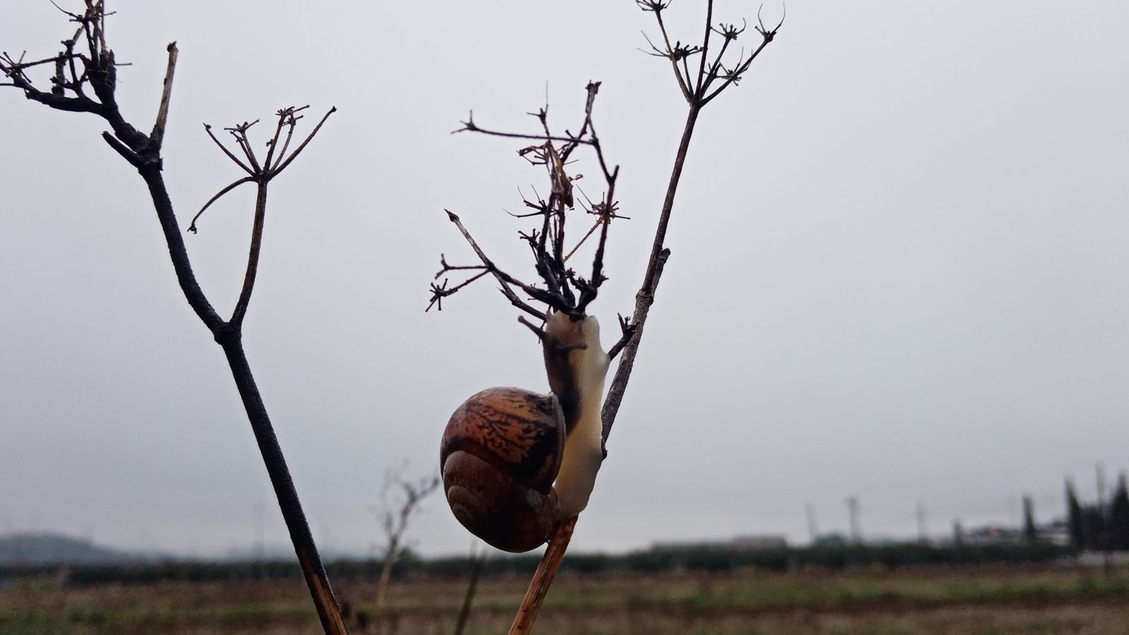 6.MIGUEL CAUSERA, Chella,