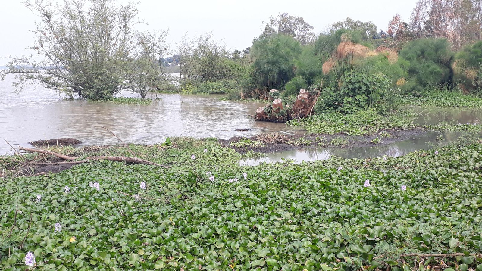 El jacint d'aigua colonitza el llac Victòria a Kenya