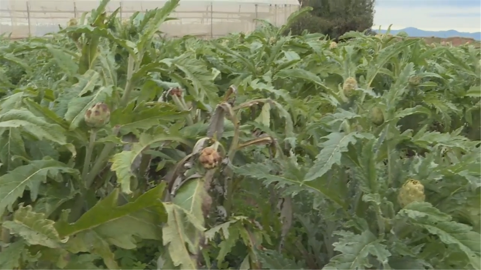 Una imatge d'arxiu d'un camp a la Comunitat Valenciana