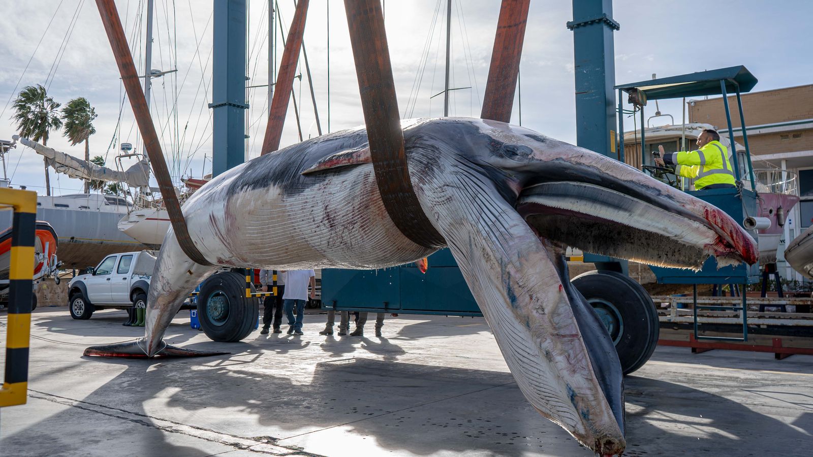 Rorqual comú de nou metres al Real Club Nàutic de València