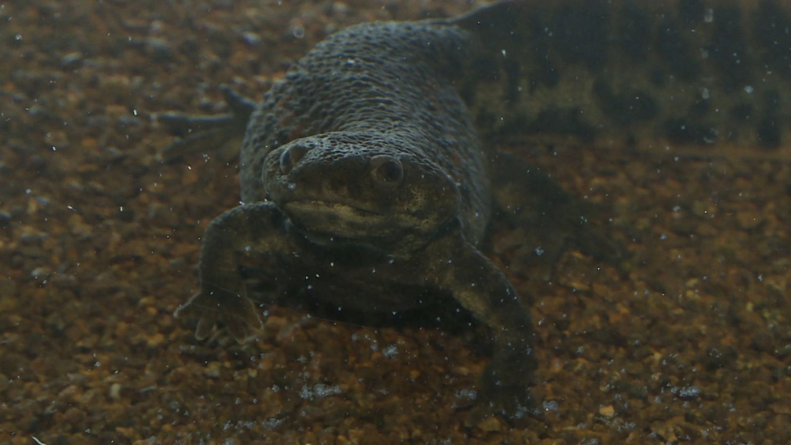 L'ofegabous és carronyer i viu entre l'aigua i el fang