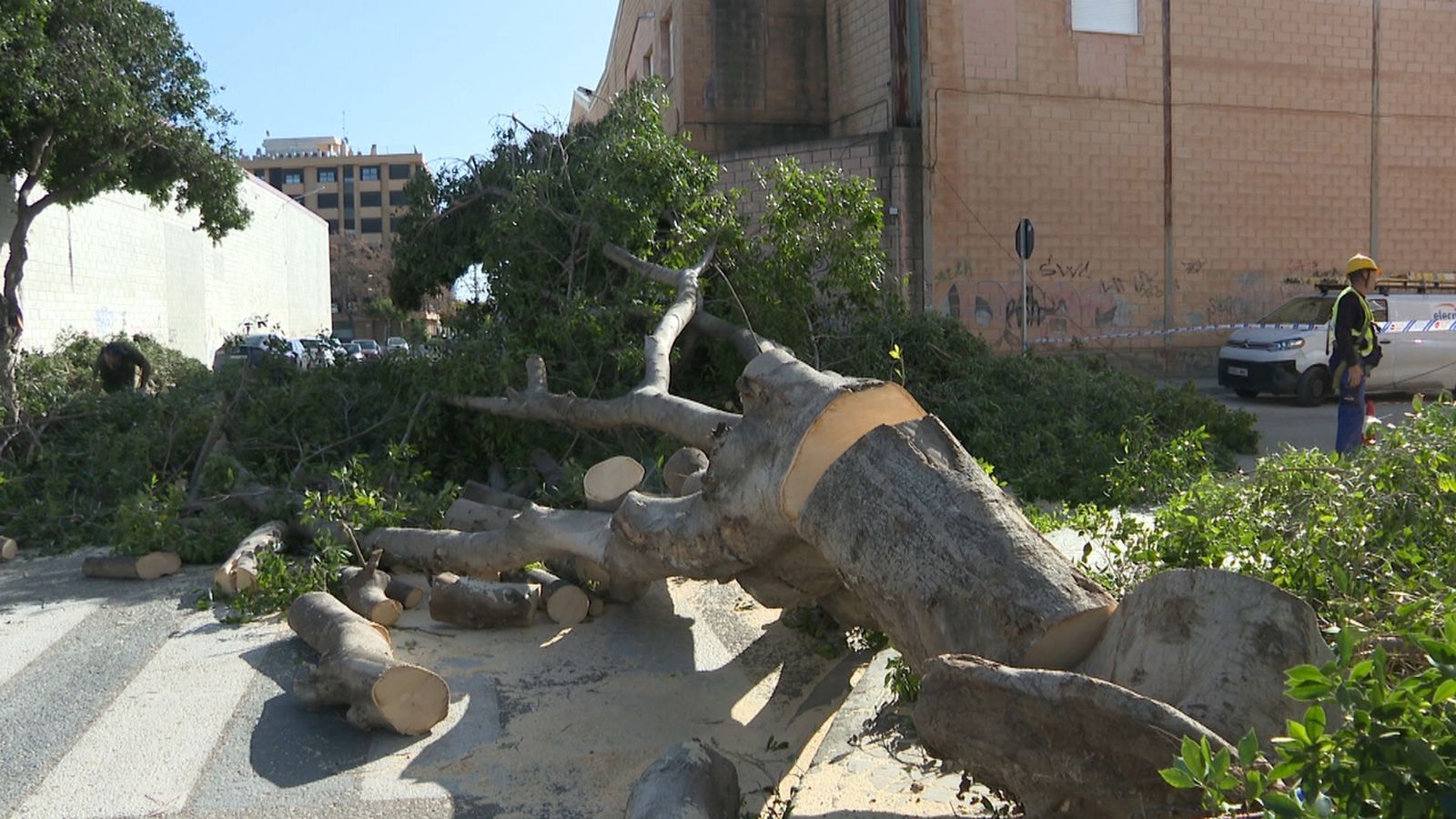 Cau un arbre de grans dimensions a Benetússer