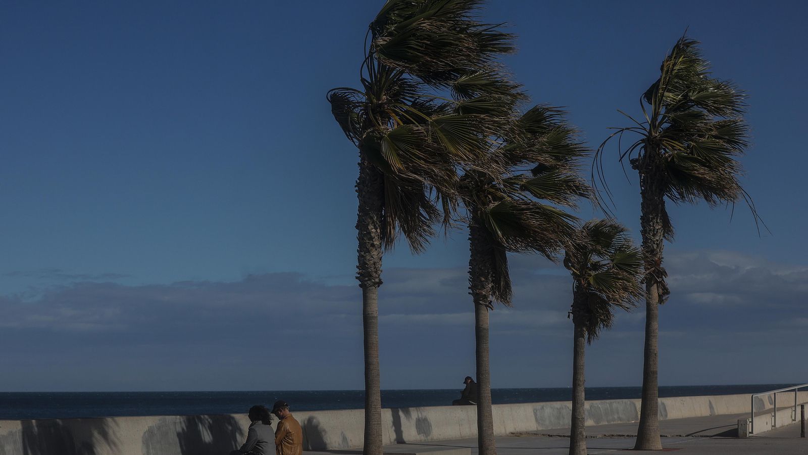 Diverses palmeres són afectades pel vent a la Comunitat Valenciana en una imatge d’arxiu