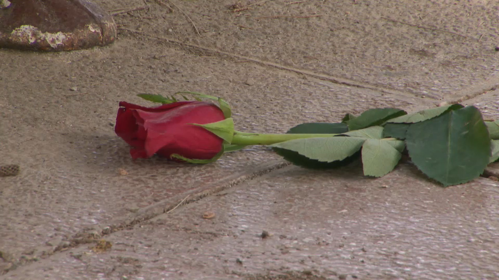 Una rosa en el lloc de l'agressió