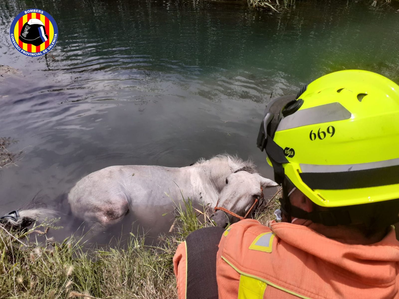 Moment del rescat del cavall a la Font Salada d'Oliva