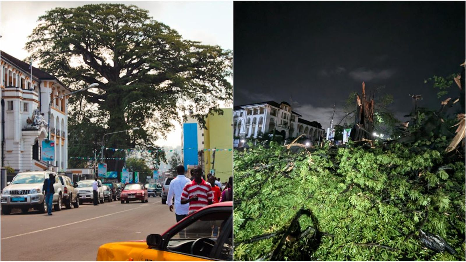 L'arbré del cotó de Sierra Leone, abans i després de la caiguda
