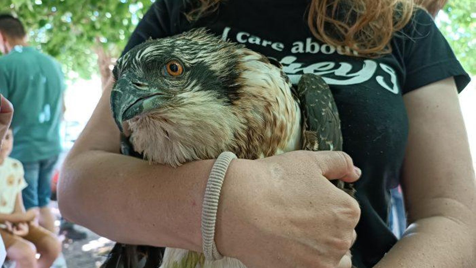 foto aguila pescadora