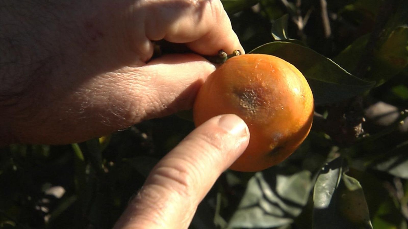 La plaga de la mosca de la fruita posa en risc la campanya de la taronja