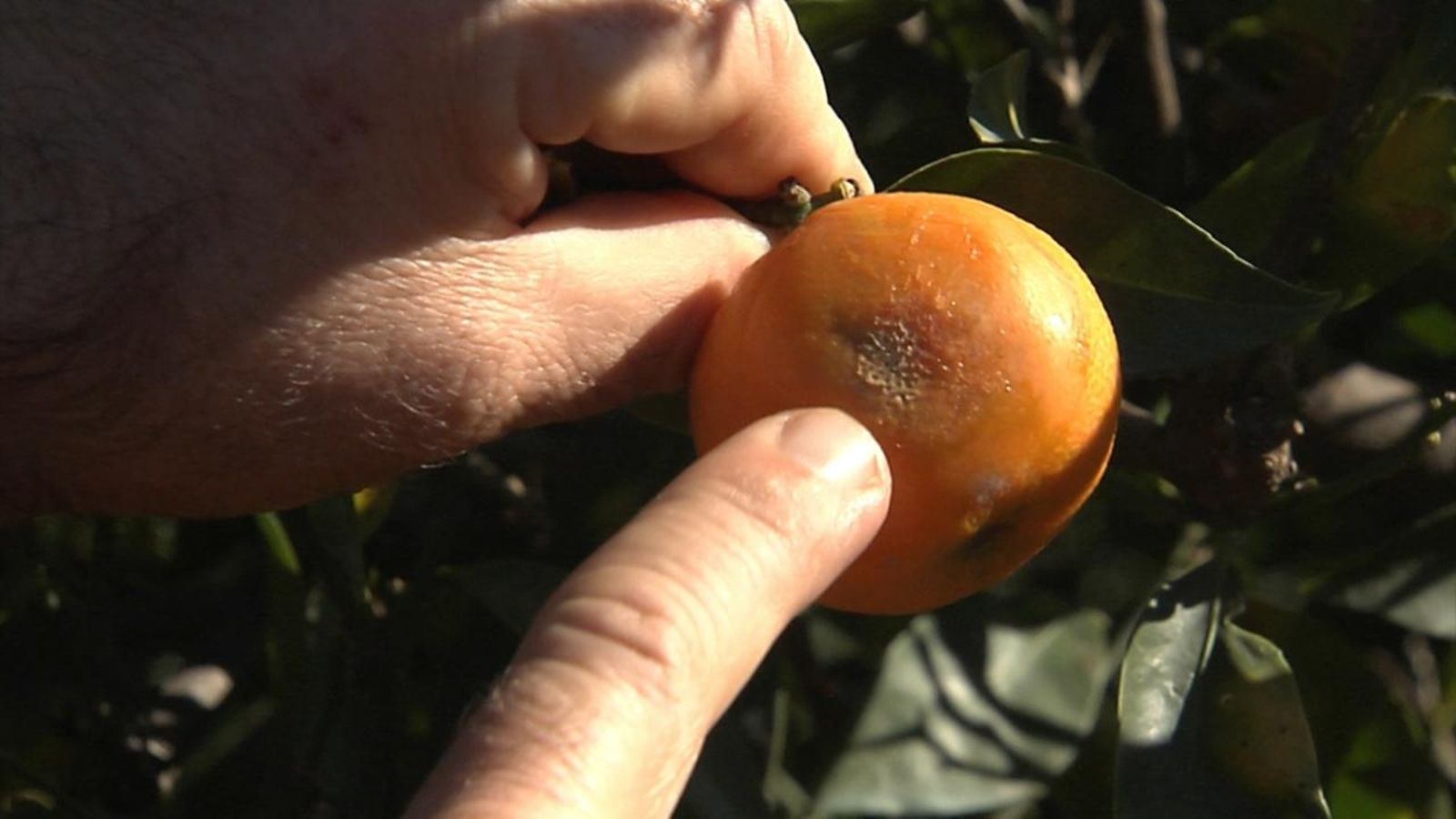 La plaga de la mosca de la fruita posa en risc la campanya de la taronja