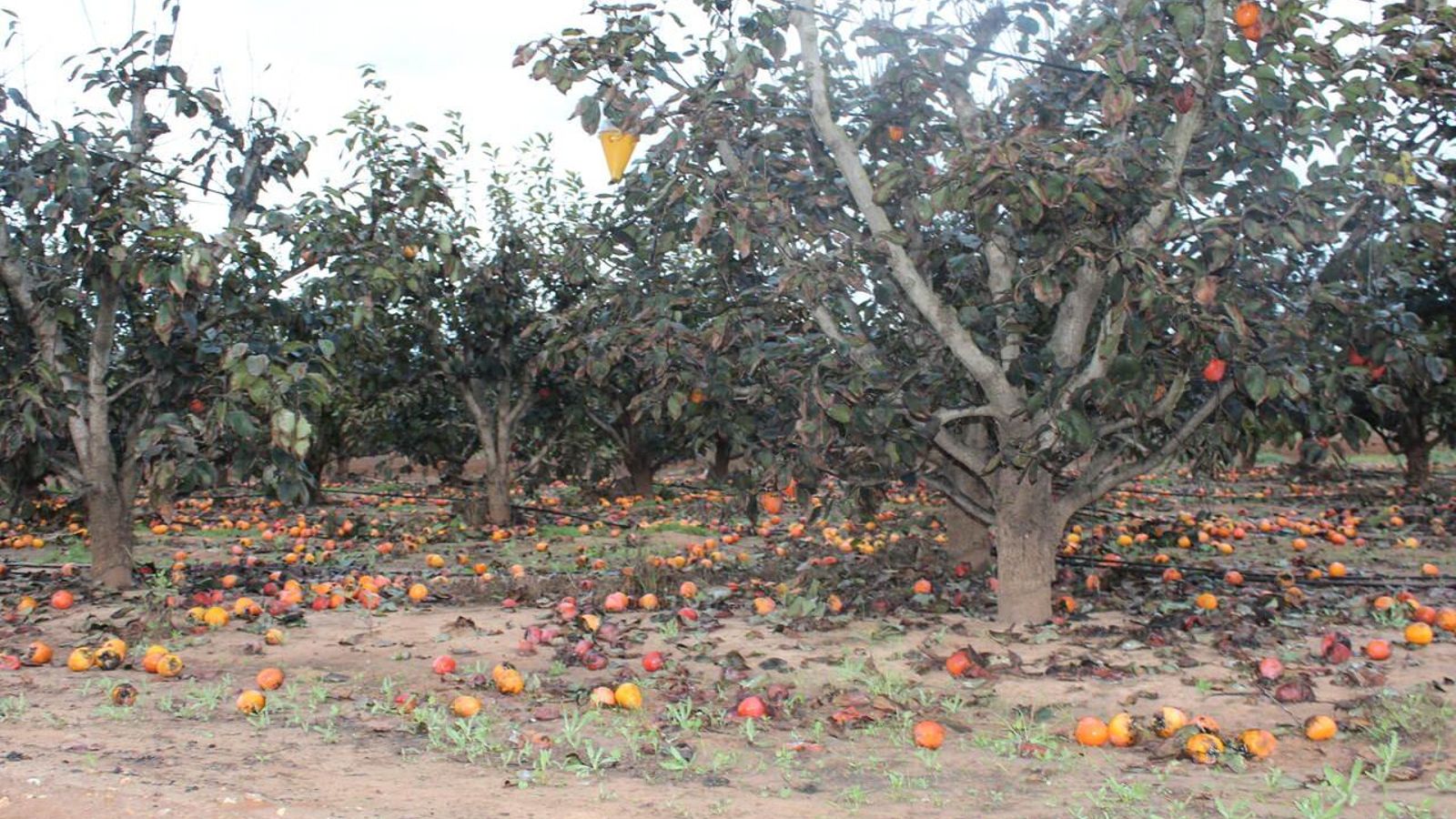 Un camp de caquis arrassat per la barrancada