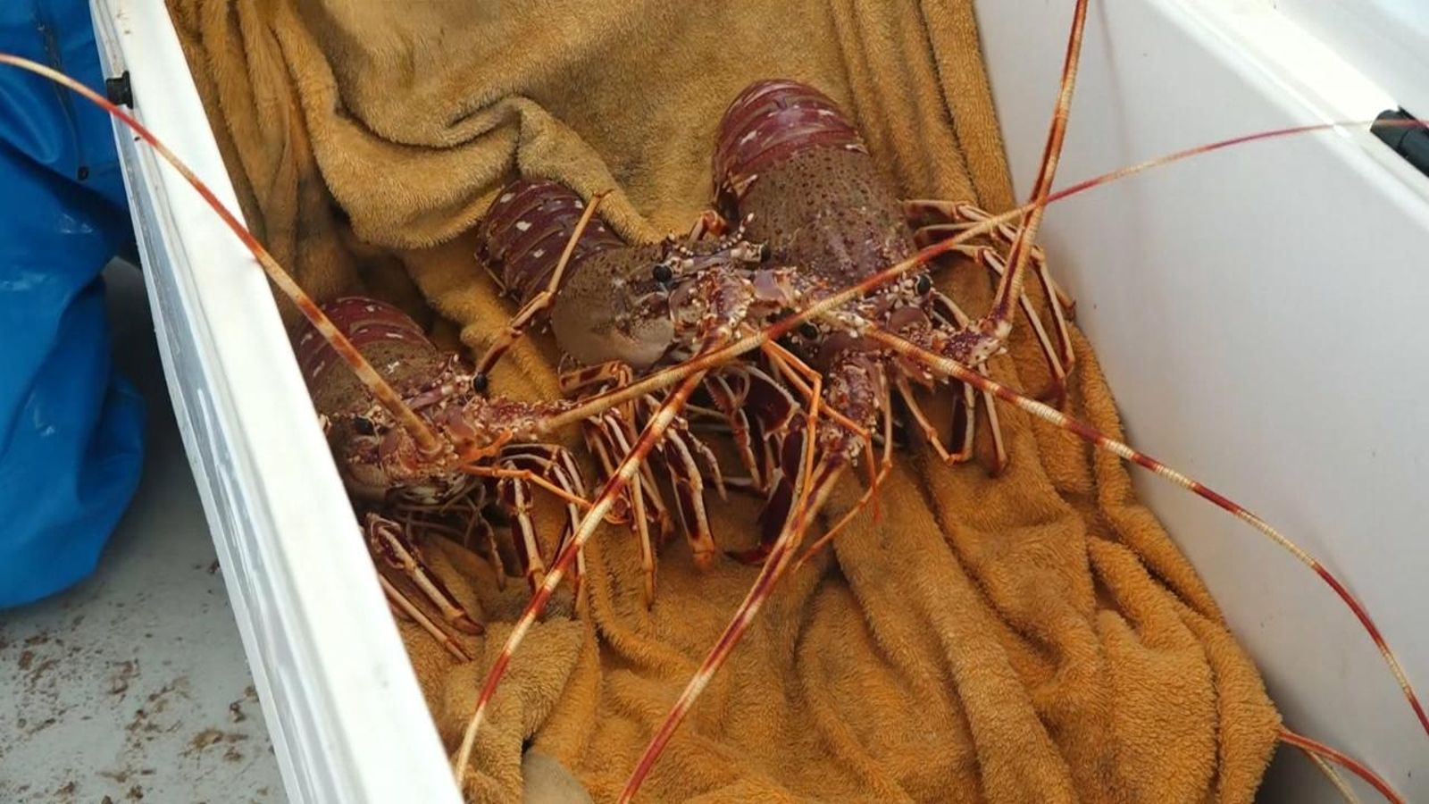 Pesca de llagostes