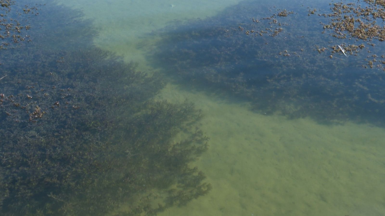 Una vista del fons de l'Albufera, com a resultat de l'acció de les plantes subaquàtiques
