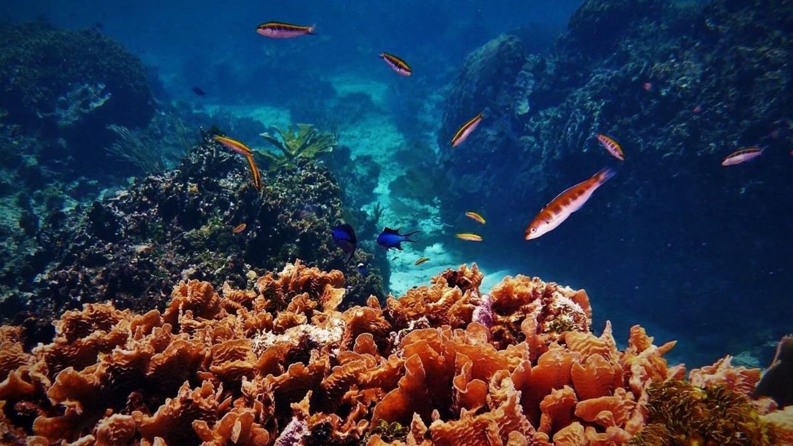 VÍDEO | L\'escalfament global asfixia els oceans