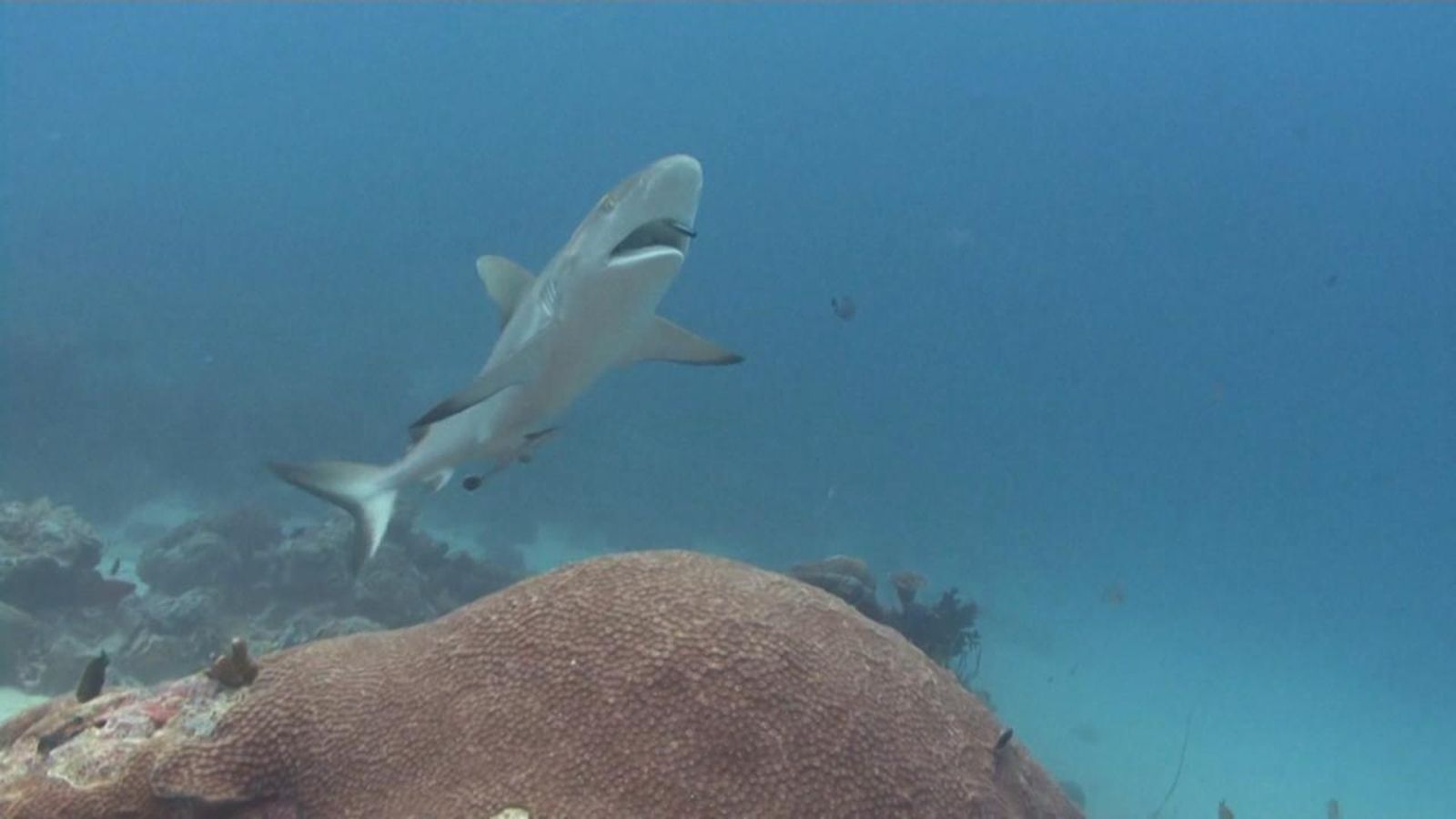 Els taurons estan en risc d'extingir-se per la pressió pesquera en espècies de tonyines i peixos espasa