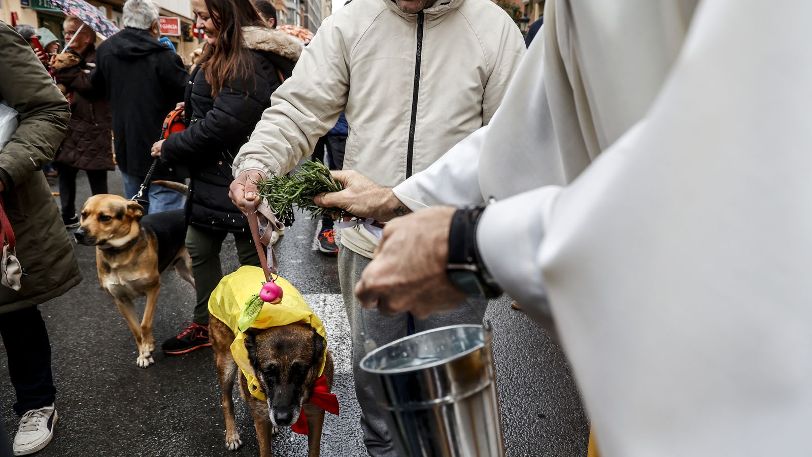 Benedicció d'animals per sant Antoni a València l'any 2025