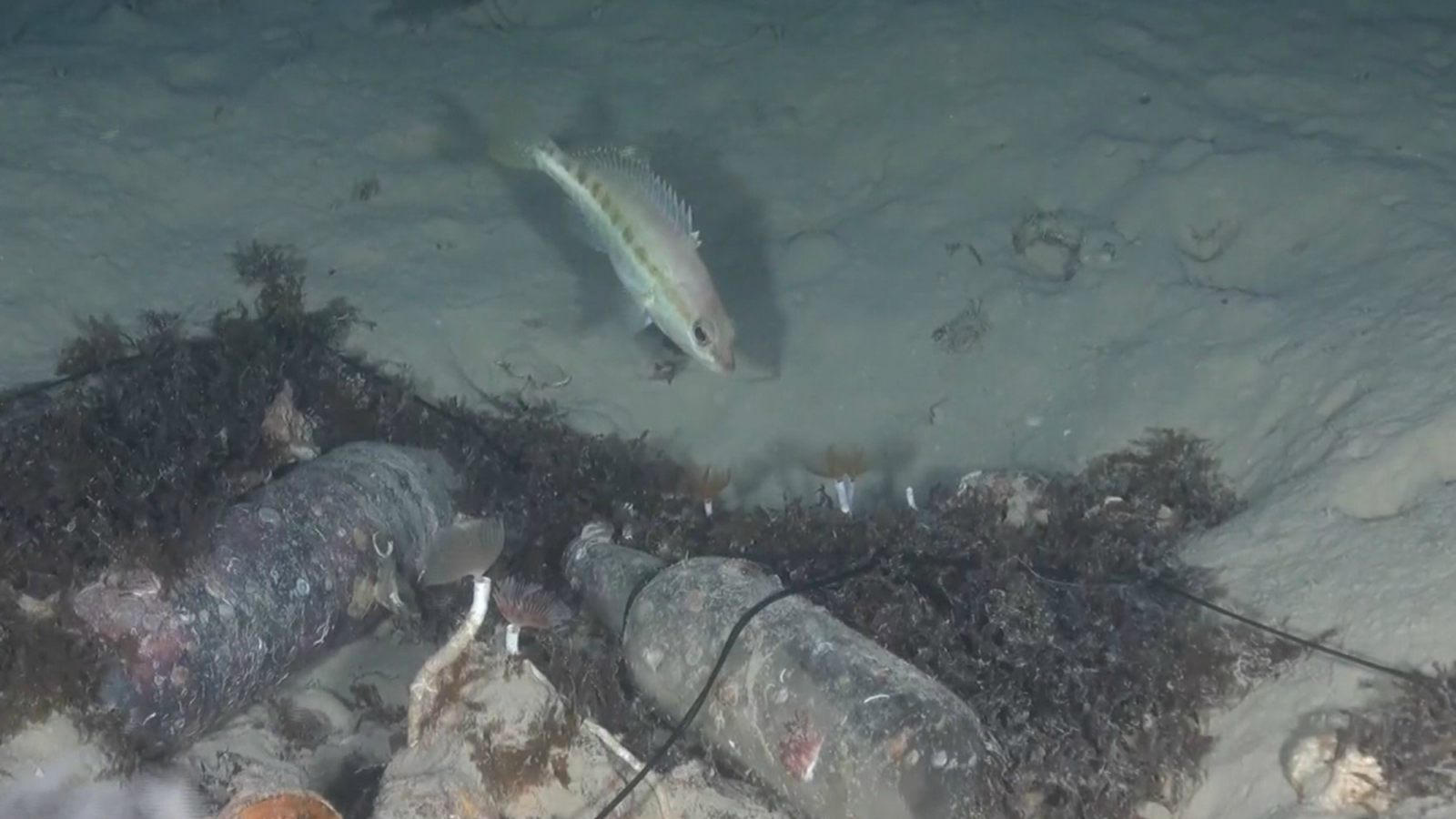 Hi ha microplàstics en els sistemes d'aigua, tant en l'aigua de l'aixeta com en l'embotellada