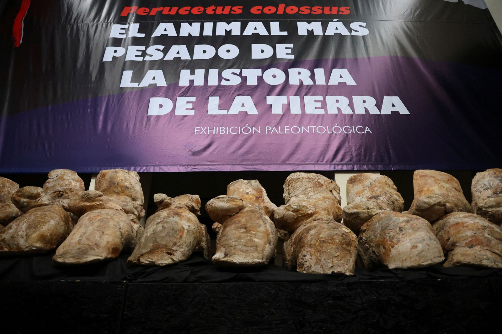 Exhibició de les restes òssies descobertes al Perú