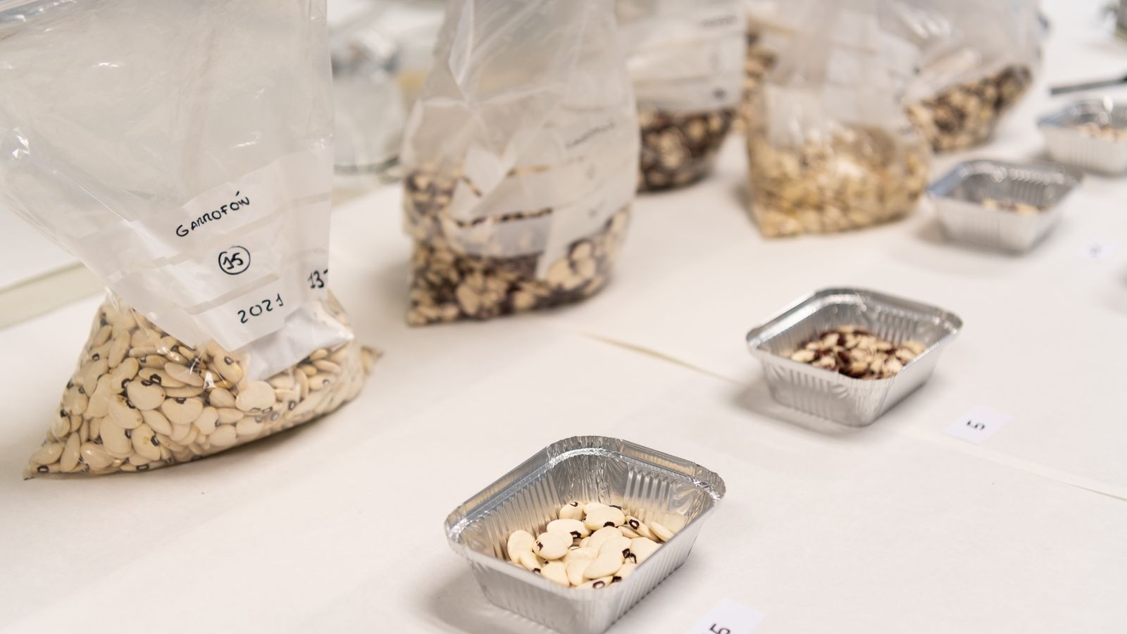 Divèrses espècies de garrofó