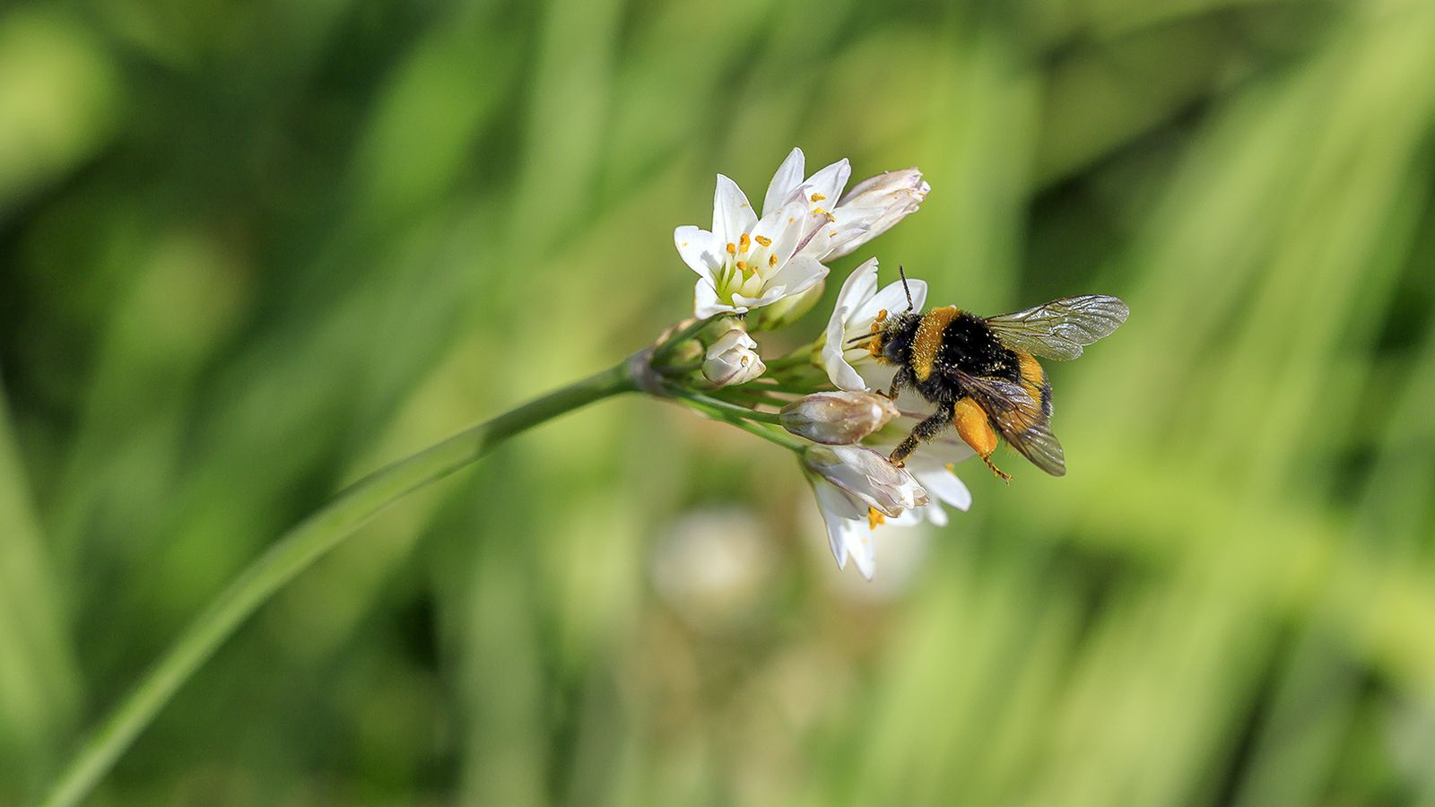 perellonet Angel Ros Die