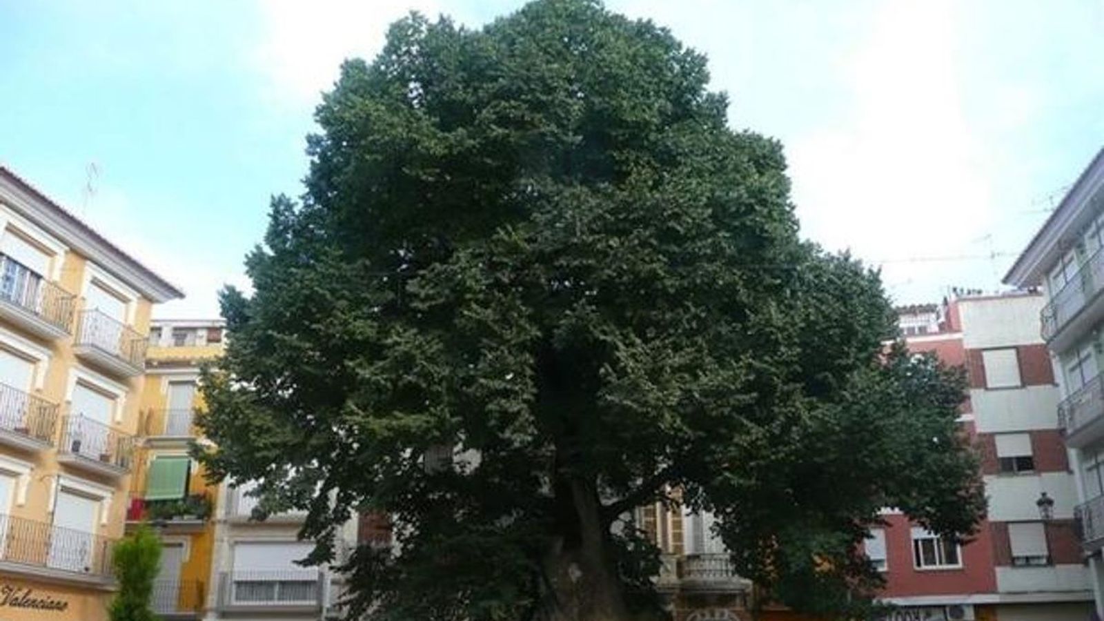 28.02.2019 | Recta final per a votar l\'om de centenari de Navaixes com a Arbre Europeu de l\'Any