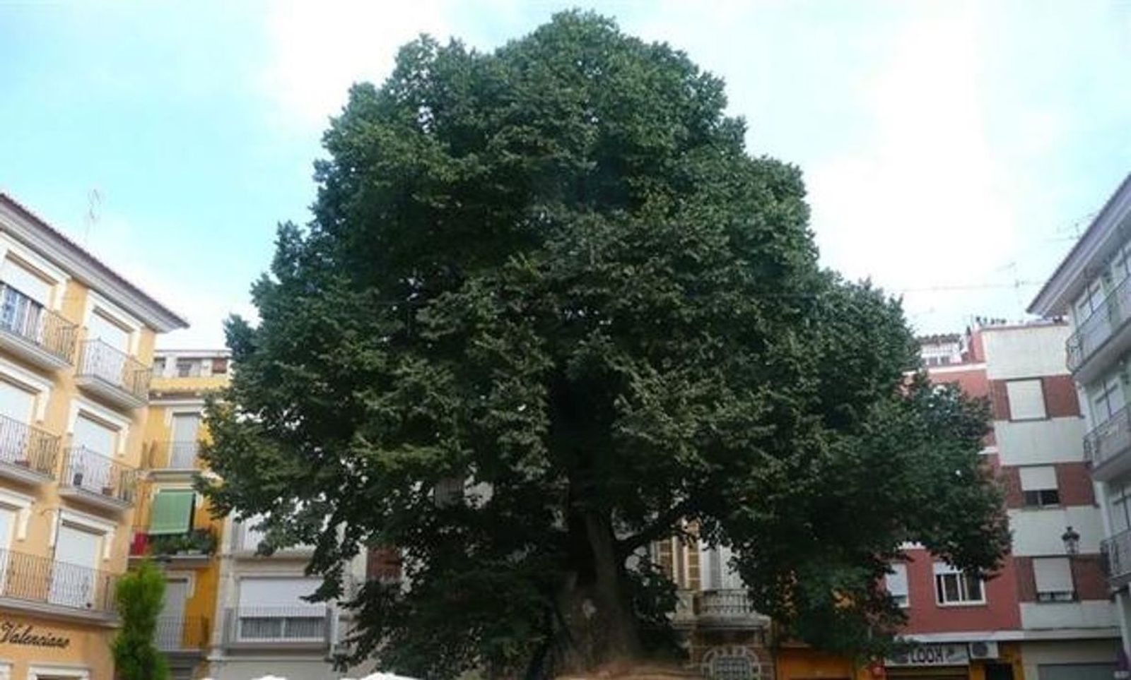 28.02.2019 | Recta final per a votar l\'om de centenari de Navaixes com a Arbre Europeu de l\'Any