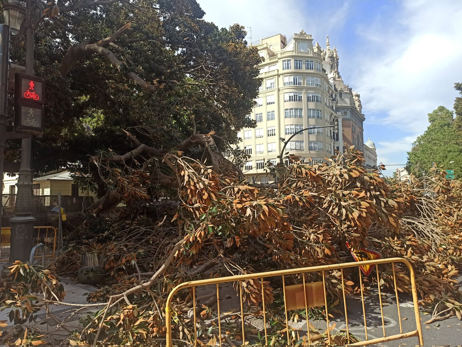 Imatge del lloc on ha caigut la branca d'un dels arbres monumentals del Parterre