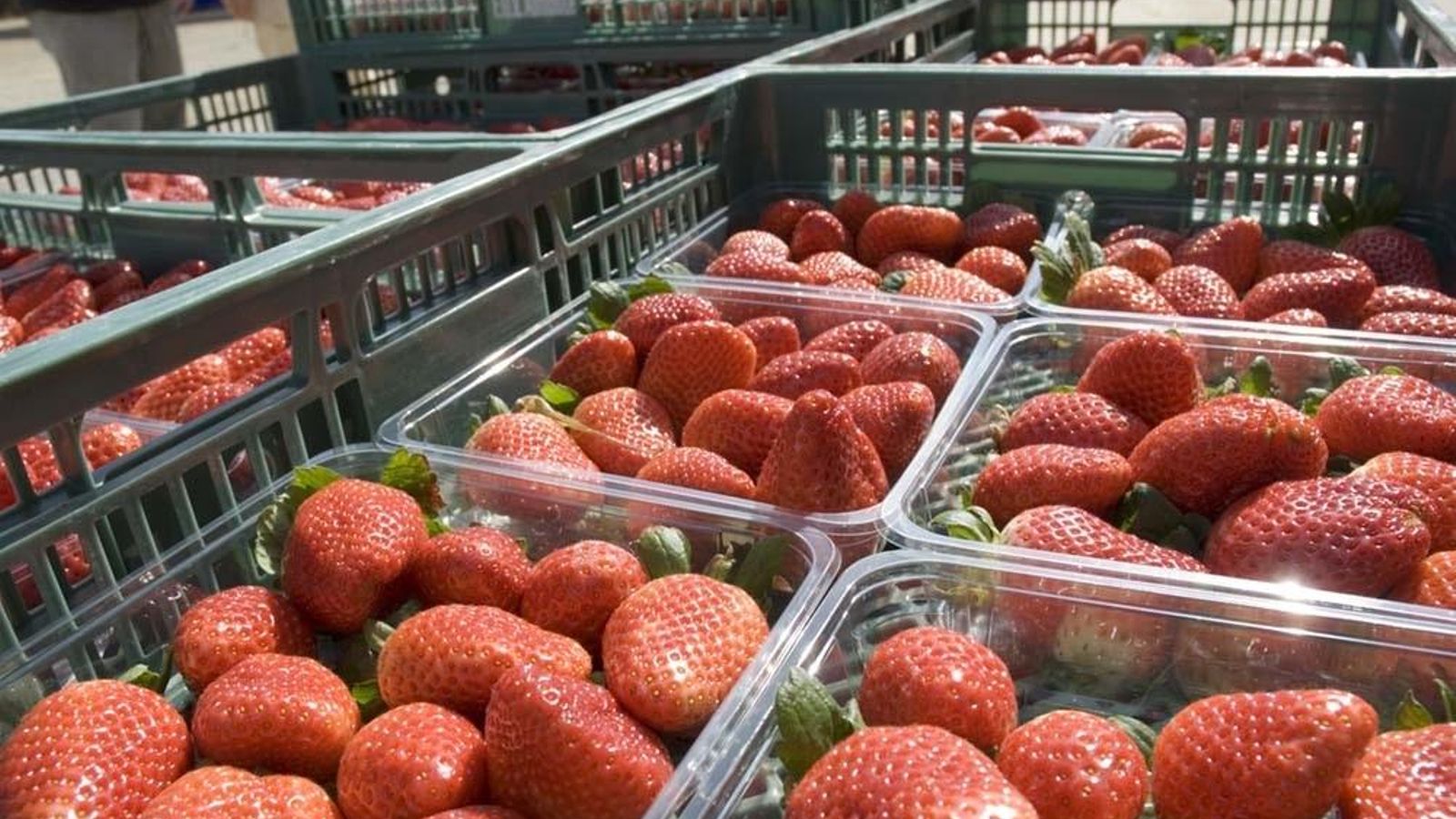 Imatge d'arxiu de caixes de maduixes