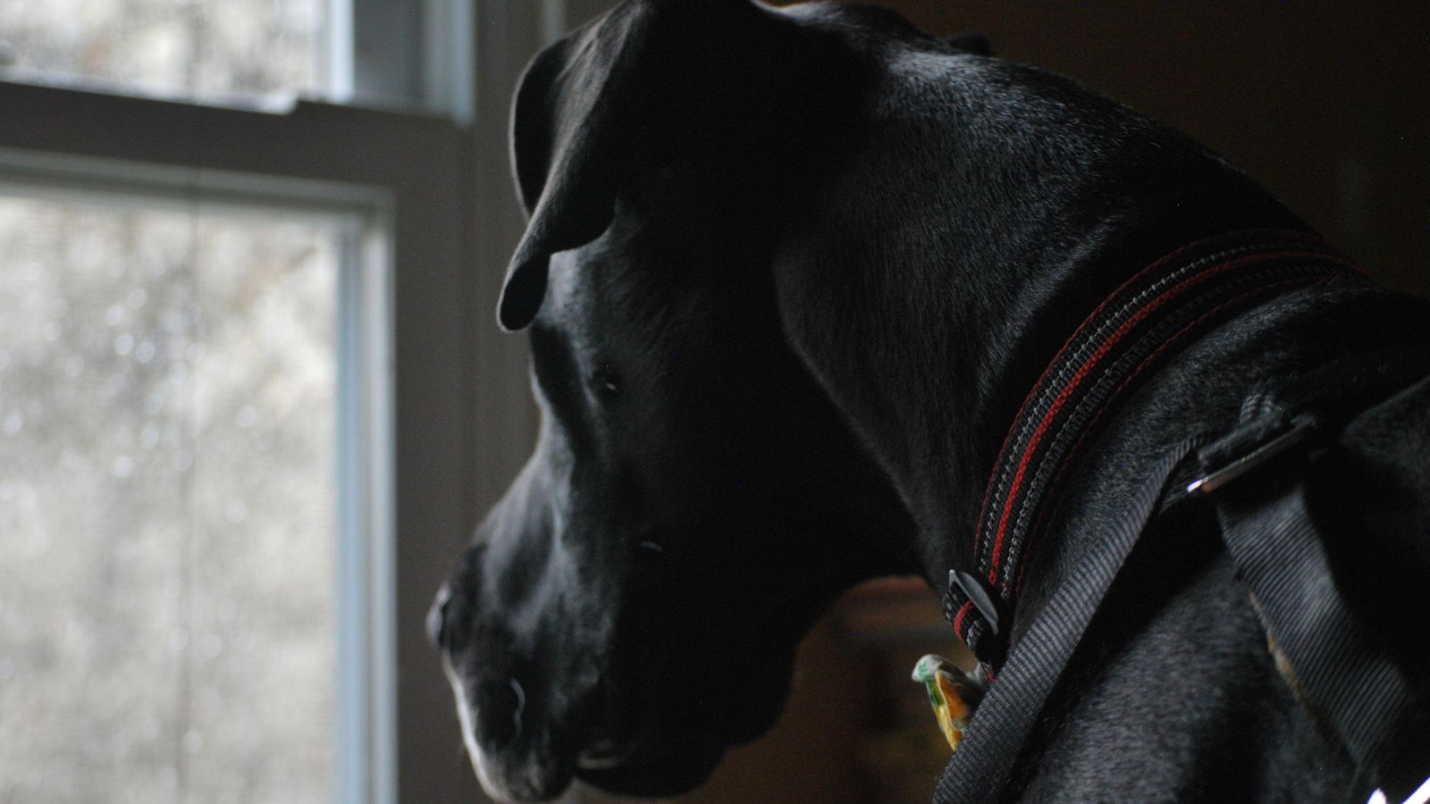 Imatge d'arxiu d'un gran danés