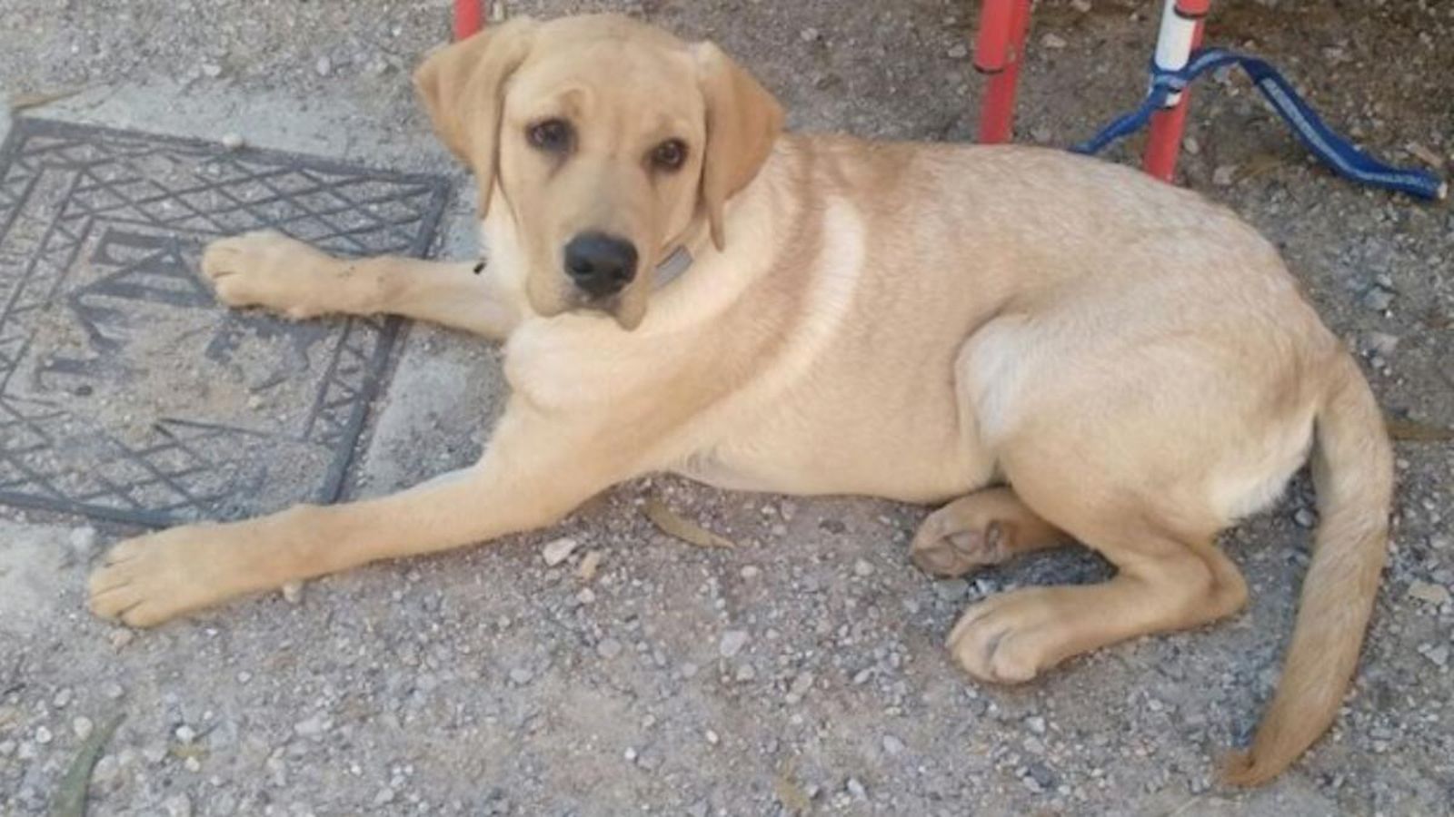 Els veterinaris alerten de l’augment de casos de leishmaniosi a la Comunitat Valenciana