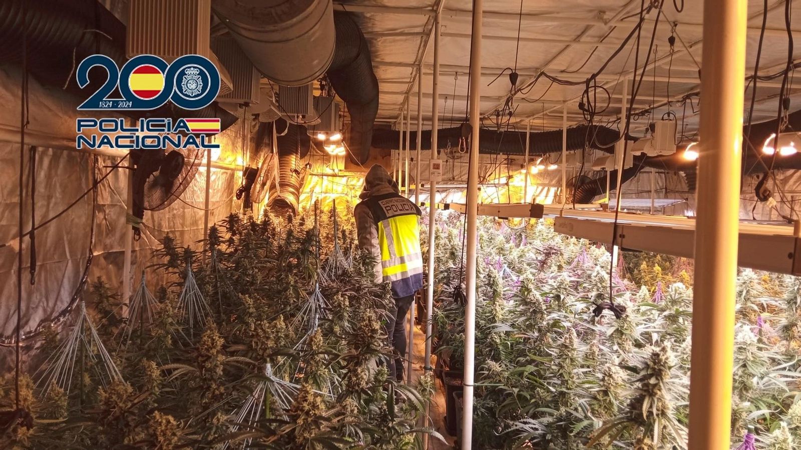 Plantacions de marihuana intervingudes per la Policia Nacional a la província de València